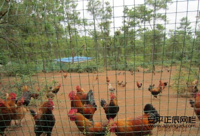 http://www.3599999.cn雞鴨圍欄網