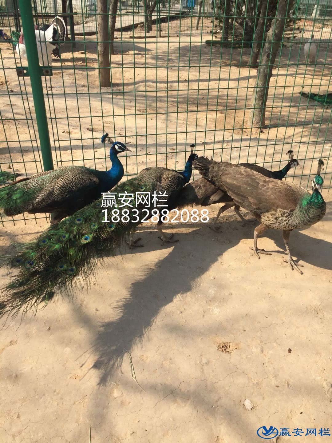 動物園圍欄網