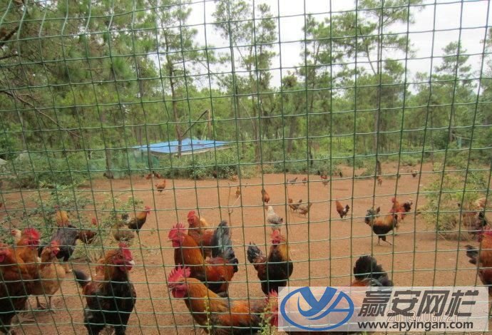 養(yǎng)殖圍欄網(wǎng)