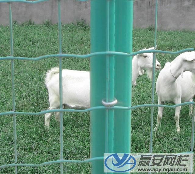 養(yǎng)殖圍欄網(wǎng)