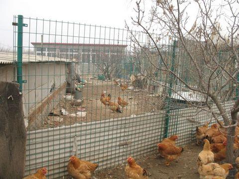 養雞場圍欄
