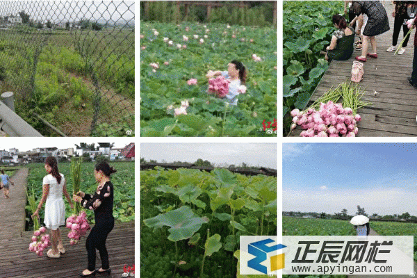 鐵絲網圍欄