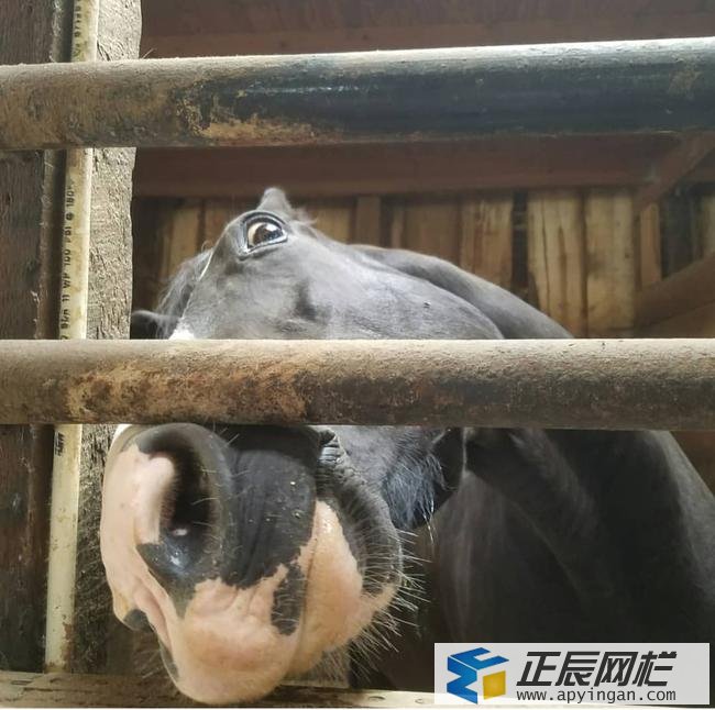 馬場柵欄