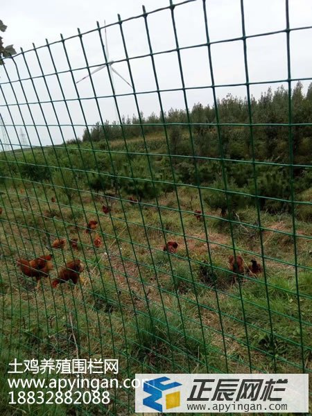 養(yǎng)雞鐵絲網