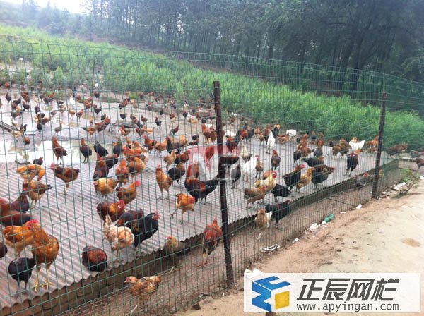 養殖場圍欄網
