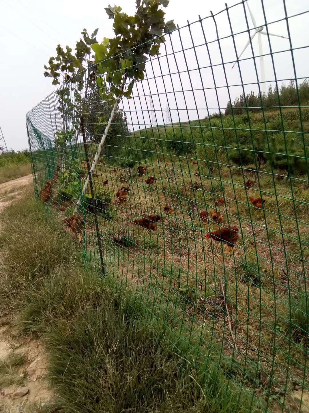 養雞網圍欄圖片