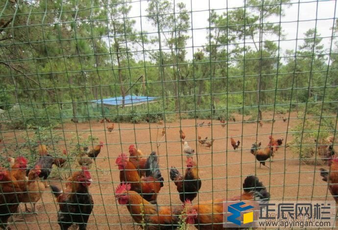 果園圍欄網